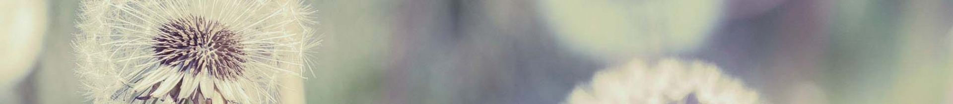 Close up of dandelion flower in a field of dandelions