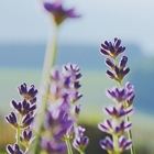 Message to Australia